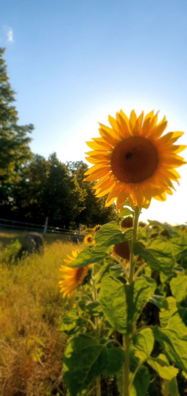 Sonenblume klein