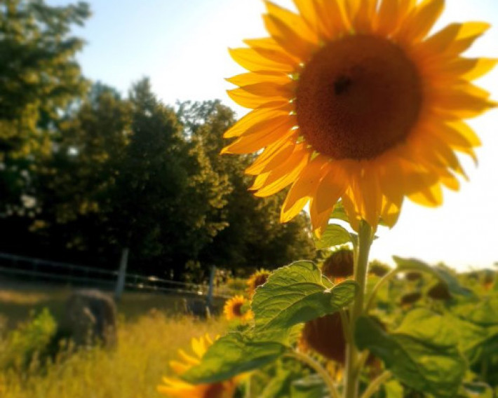 Sonenblume klein